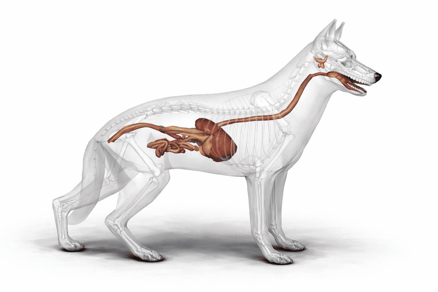 Carnivor facultativ