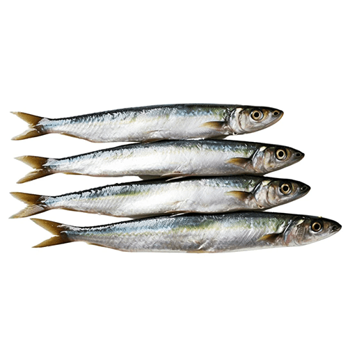 Sardine